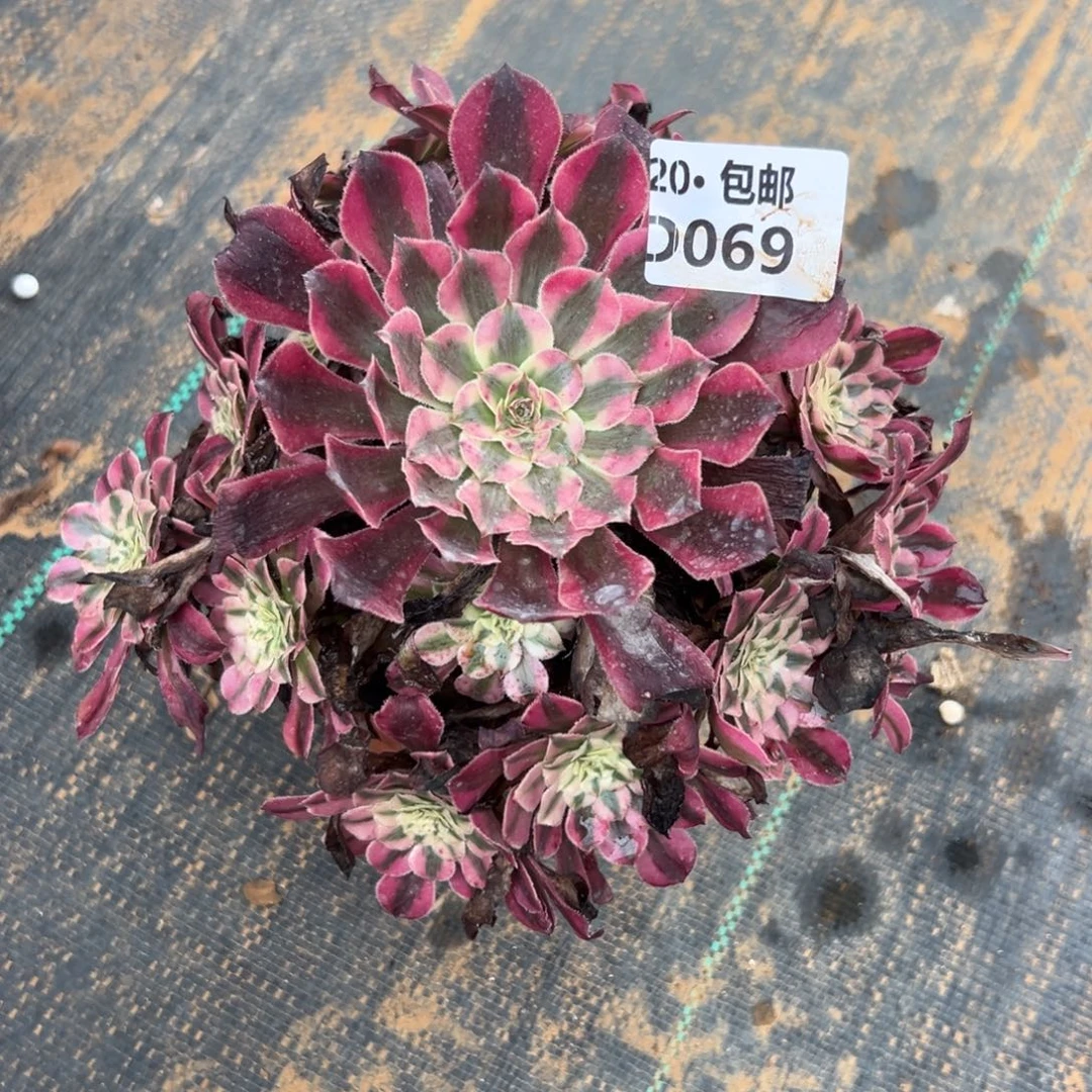 069红铜白，满20包邮