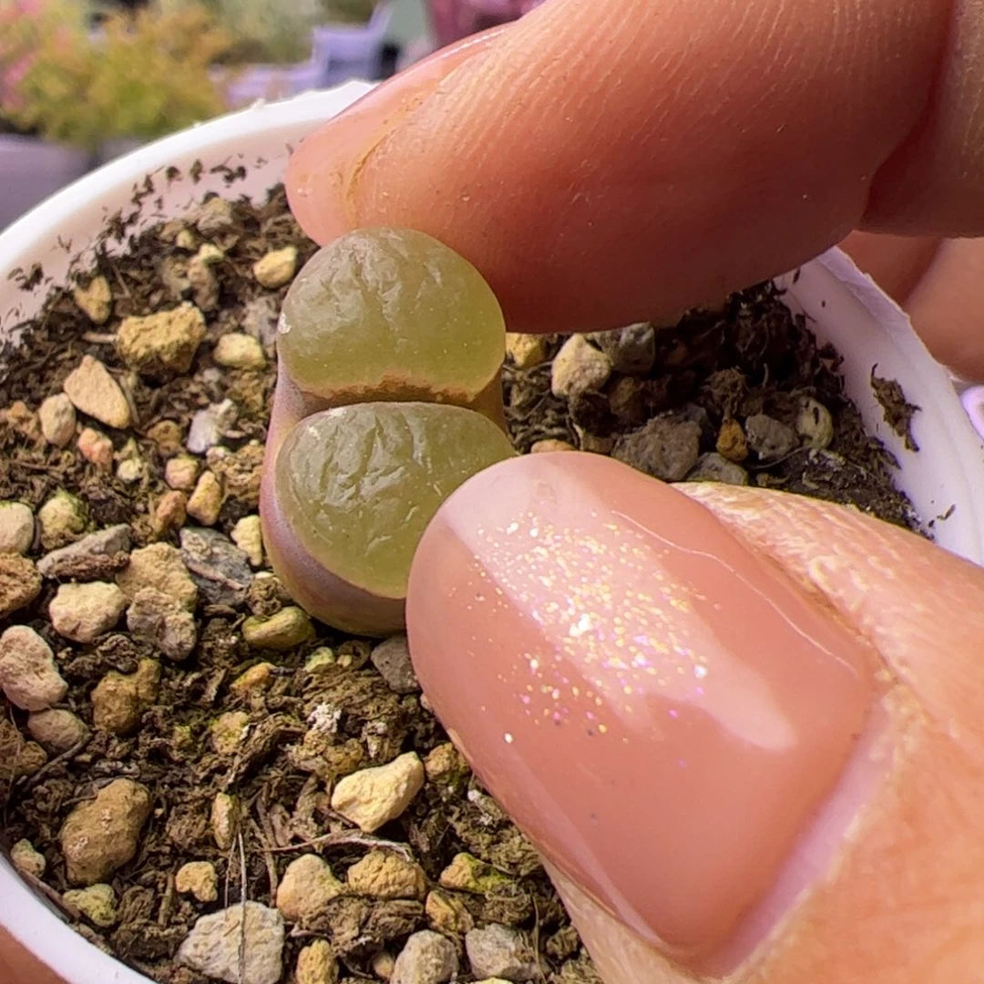 多肉植物肉锥磁铁