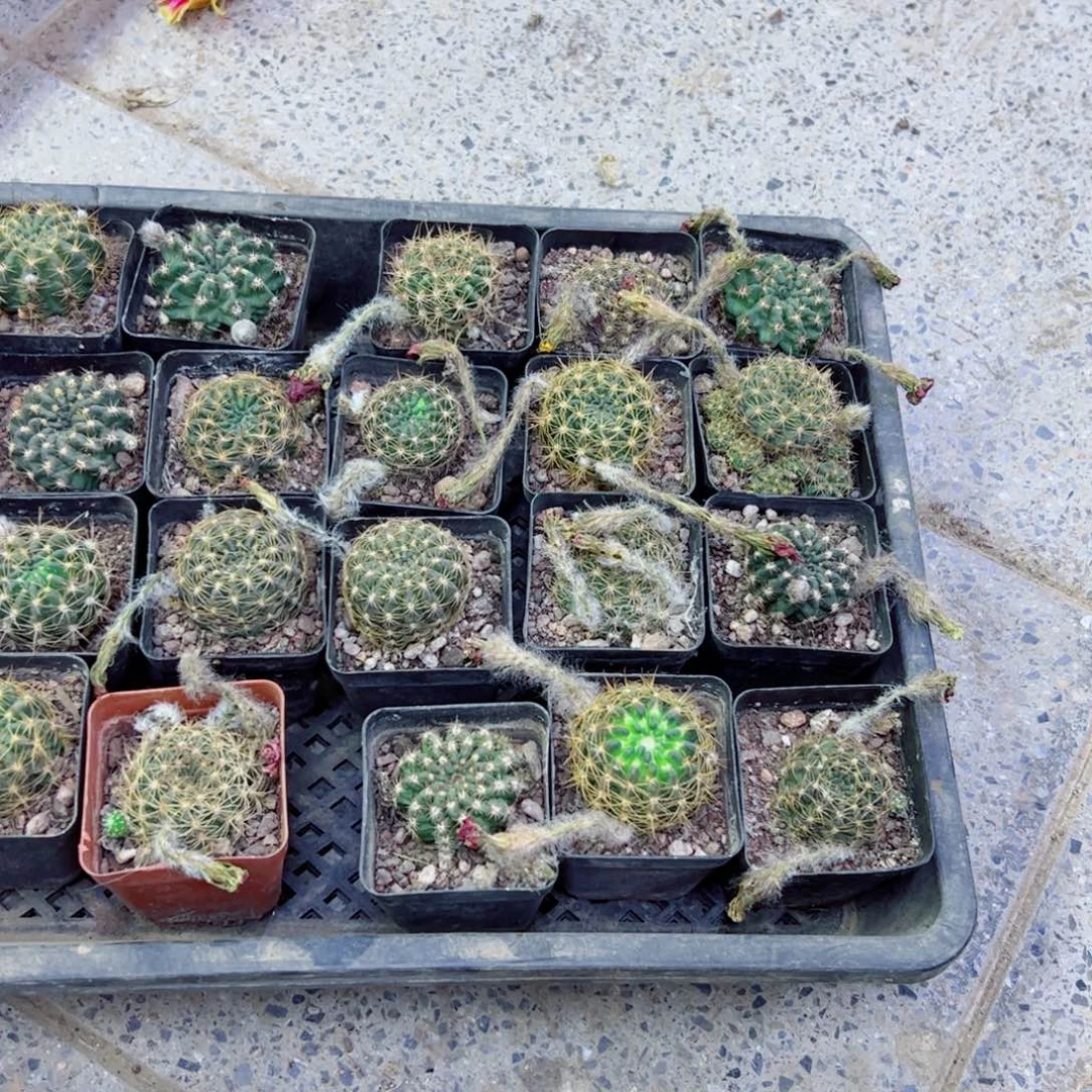 下135丽花根软3公分左右脱土发货20包邮