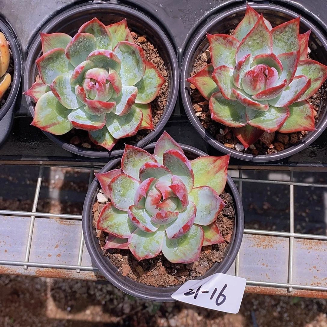 21-16- 惊鸿仙子单头福利一颗 量拍