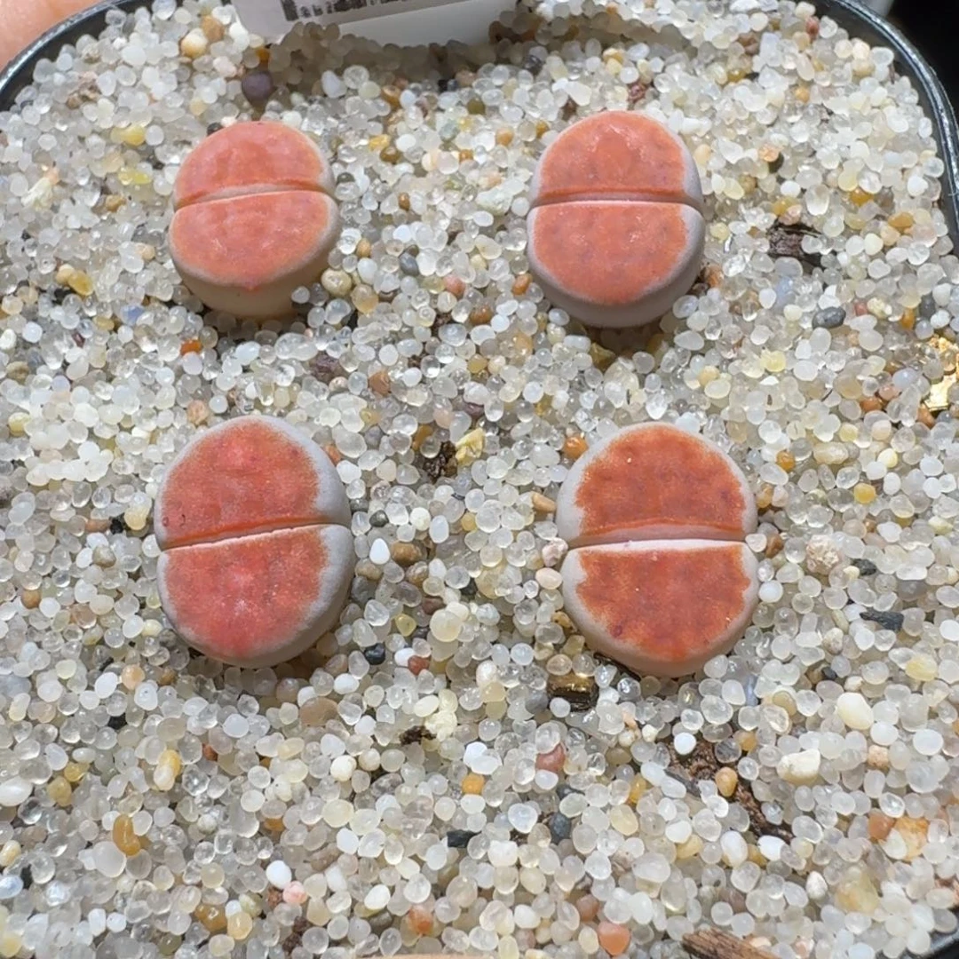 Sss新年快乐价620