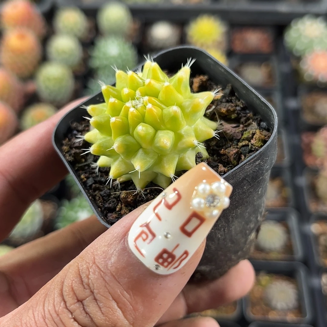 银春锦单头发货单