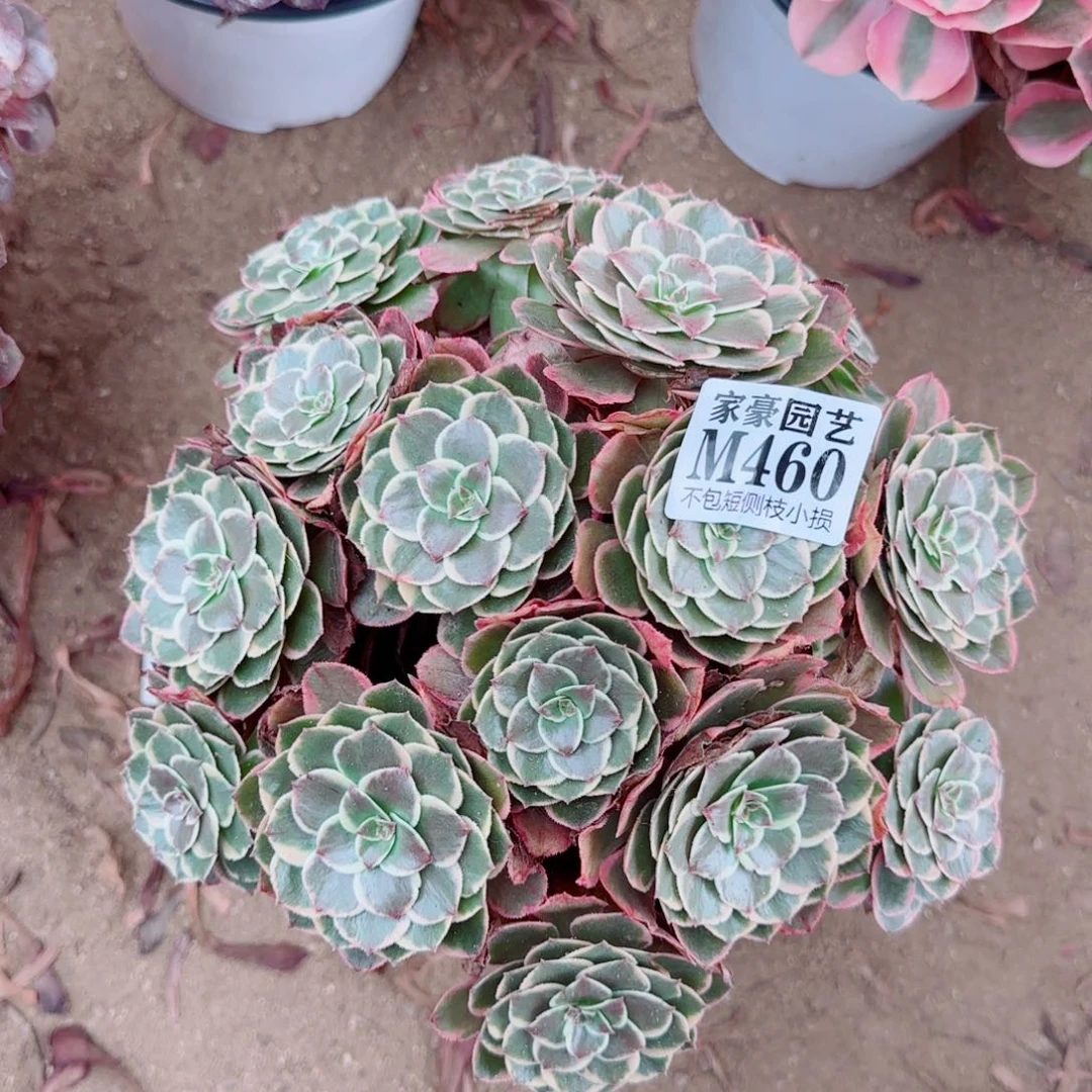 粉花妖发师460冠幅22