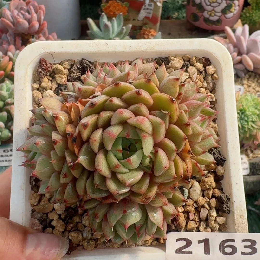 2193一物一拍（满28包邮）