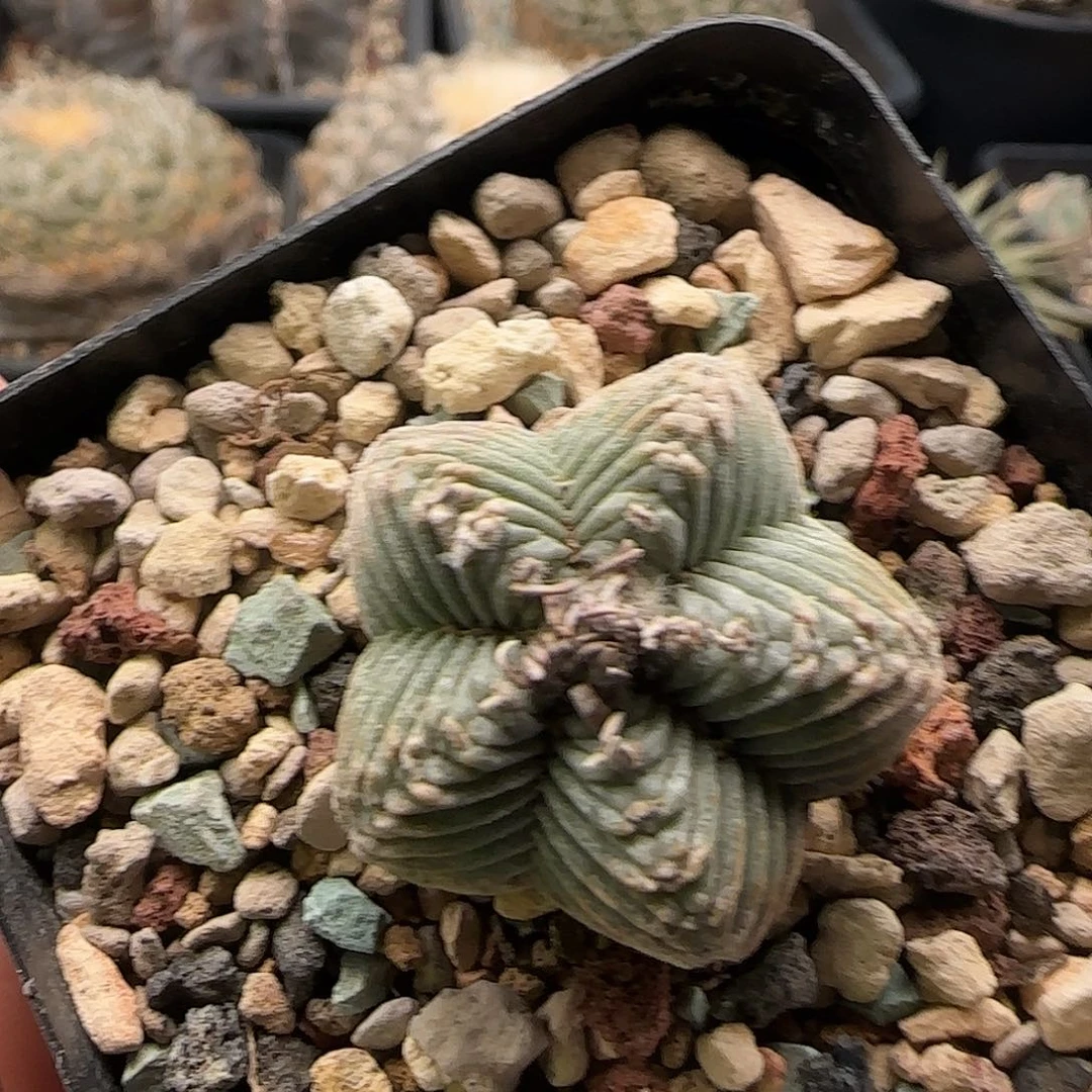 五星仙人球11111111111111