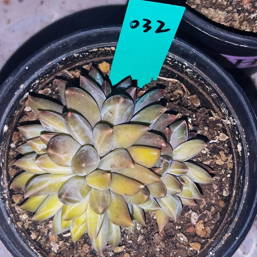 桔云多肉美人精品系列