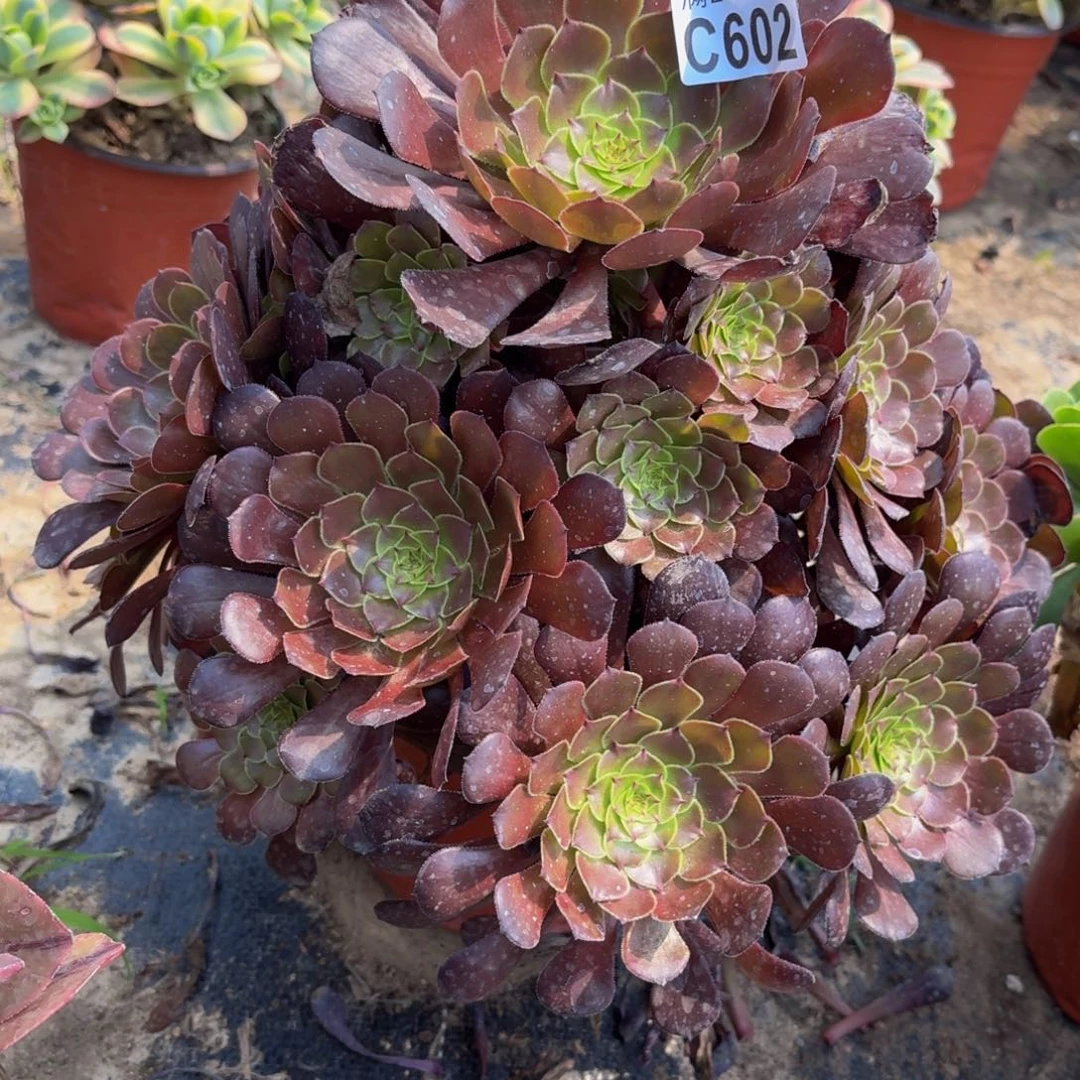 无花朵602多肉植物捧花的