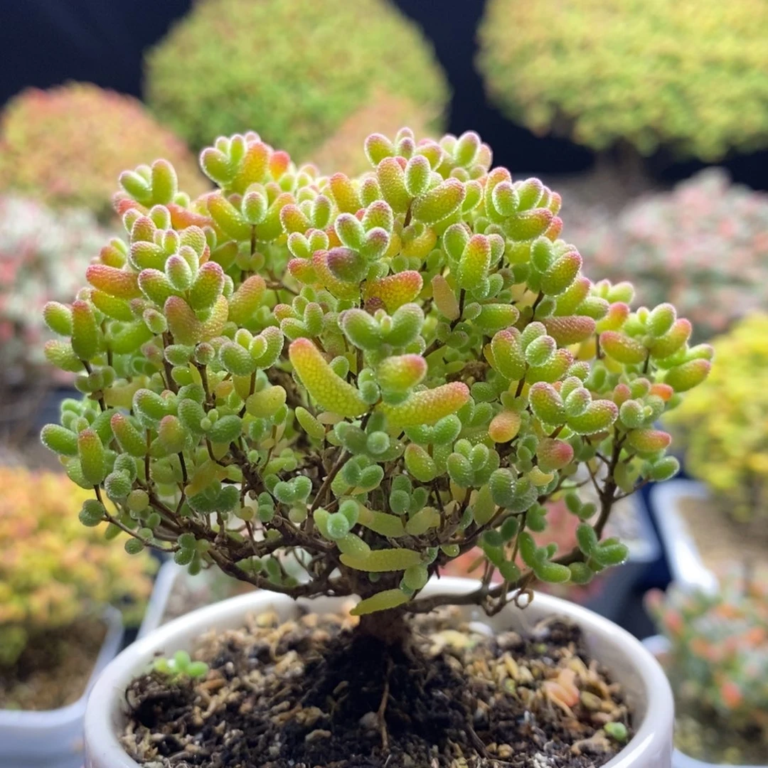 瞭***望371蜜橘糖球 。