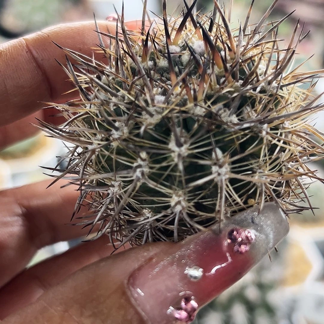 暗黑杂仙人球6666666