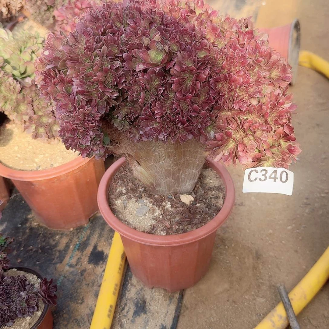 大**界340玫瑰朵朵有伤一颗