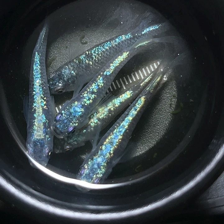 海水鱼观背青鱂039