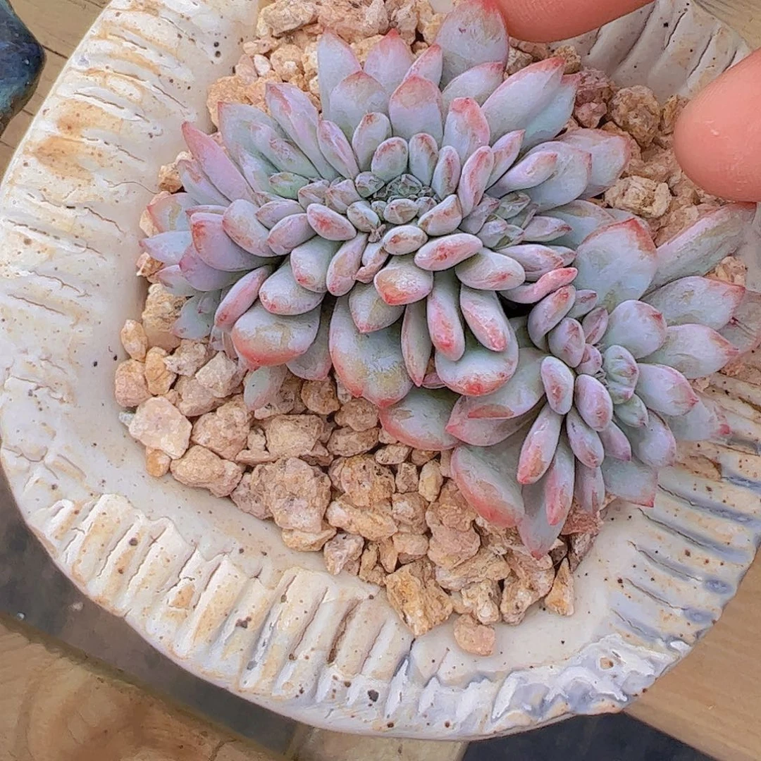星星雪缀化111111
