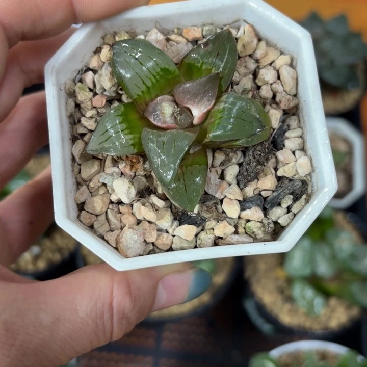 实生微锦多肉植物