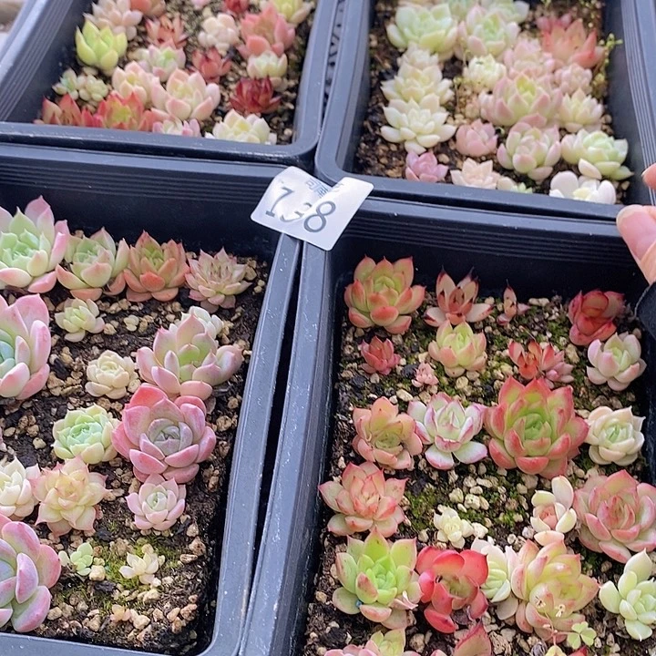 138 多肉植物盆栽植物