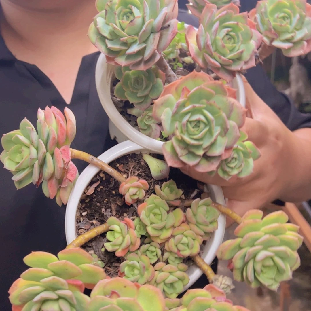 一盆克罗地亚玫瑰，一盆尼可莎娜玫瑰