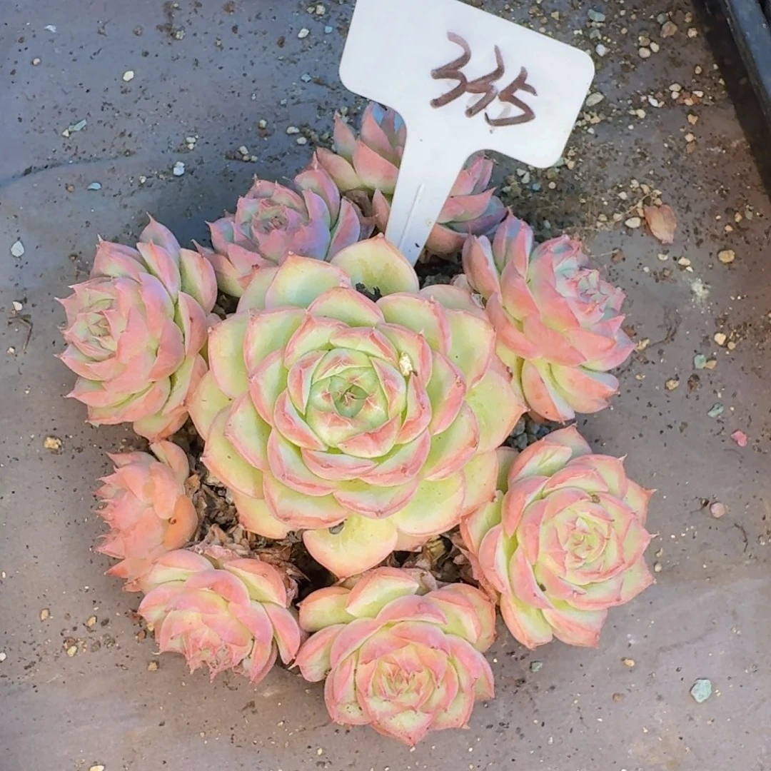 喜***狼多肉植物的生长发育