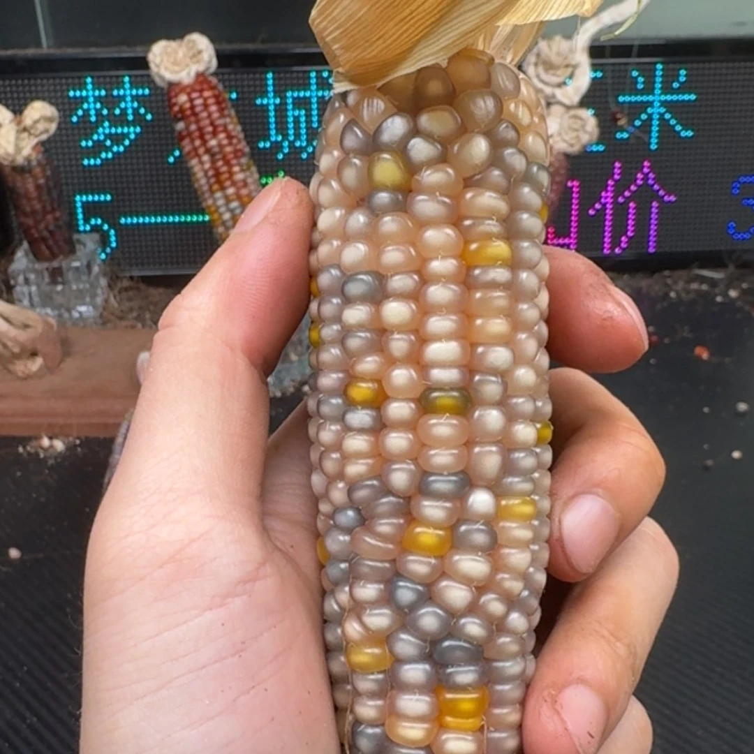 柏香籽/百香籽吊坠瑶*万