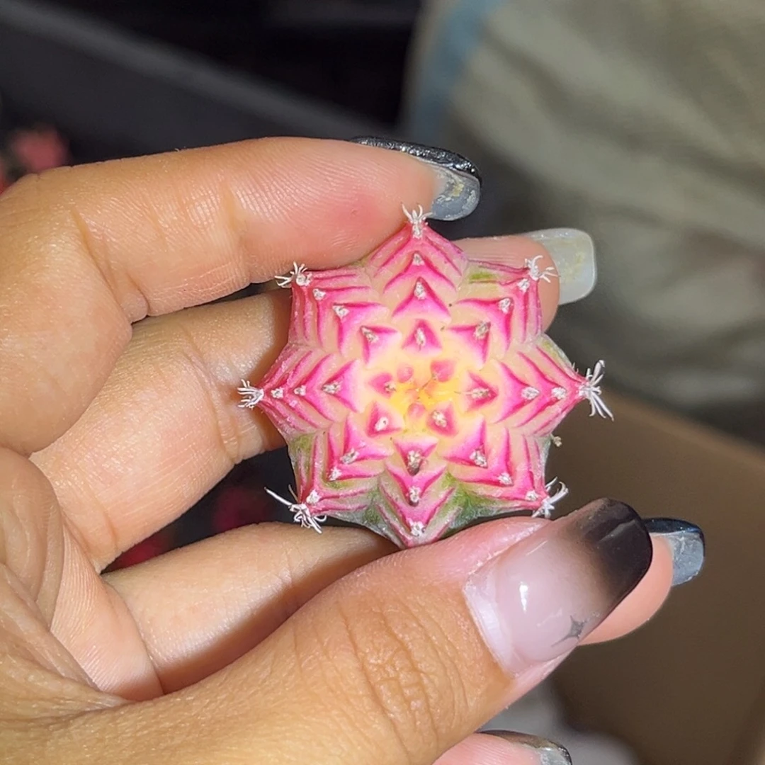 泰系米哈锦 实生 裸根