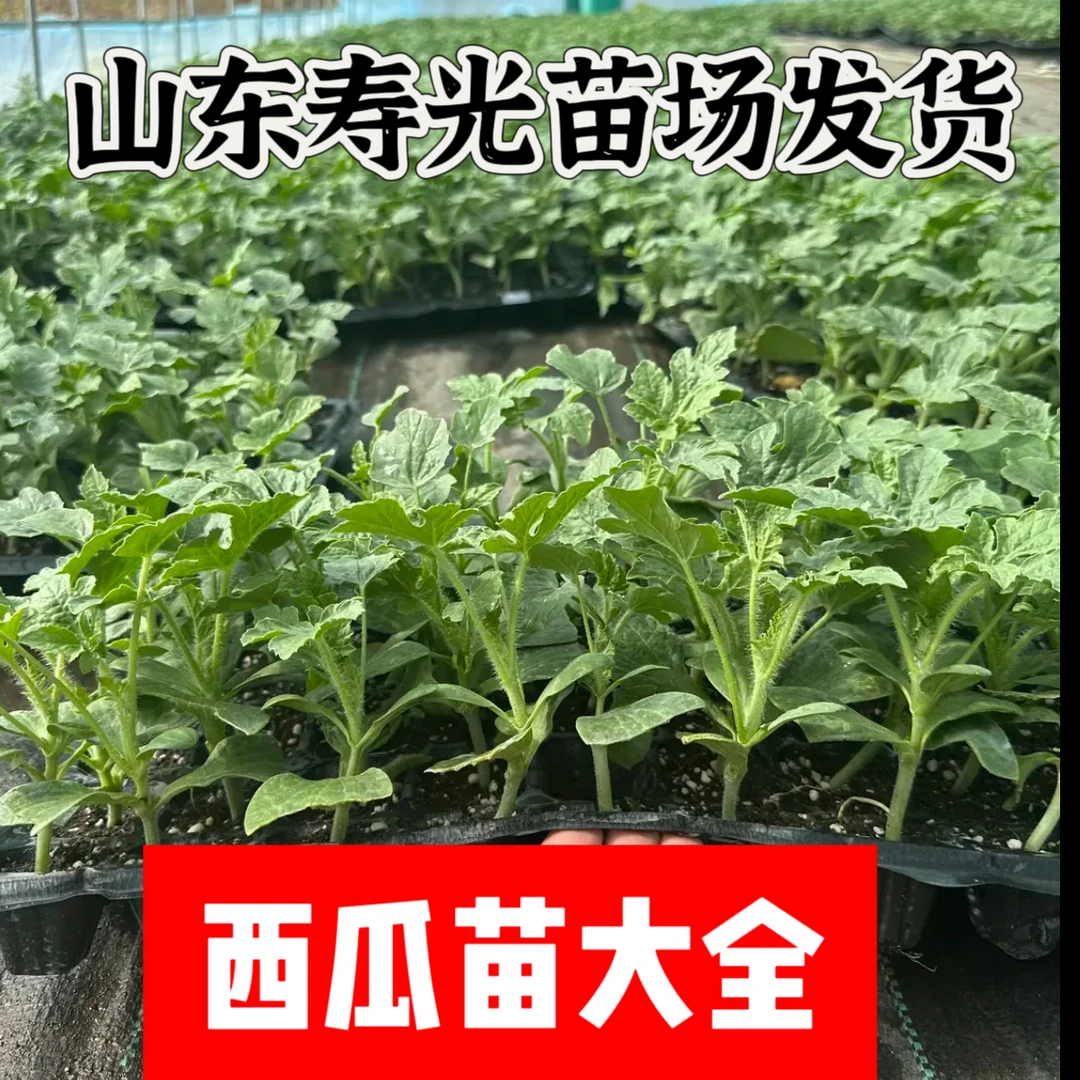 【山东寿光苗场发货】西瓜苗嫁接西瓜苗大全大西瓜小西瓜盆栽地栽