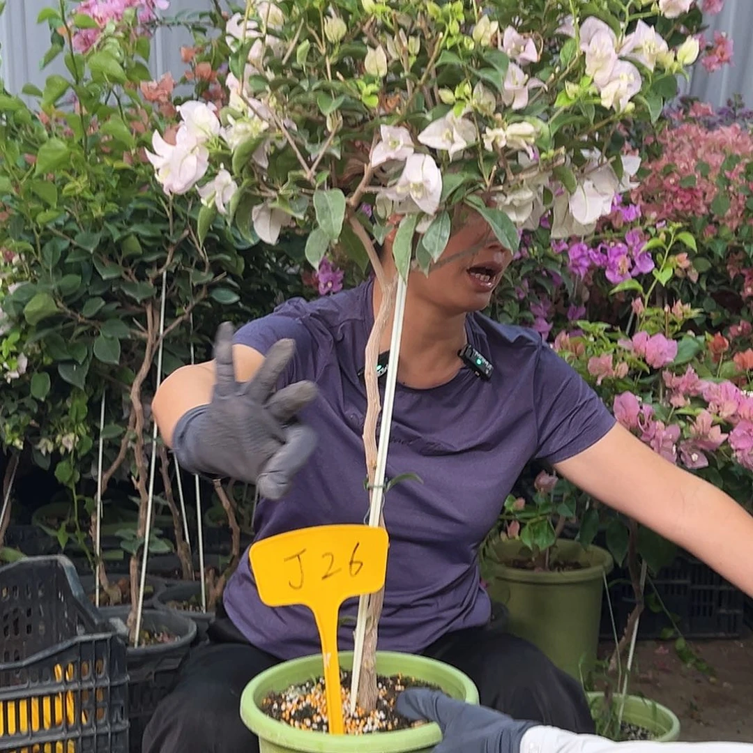 Q***梦当前无花栽培后可以开花J26苹果花