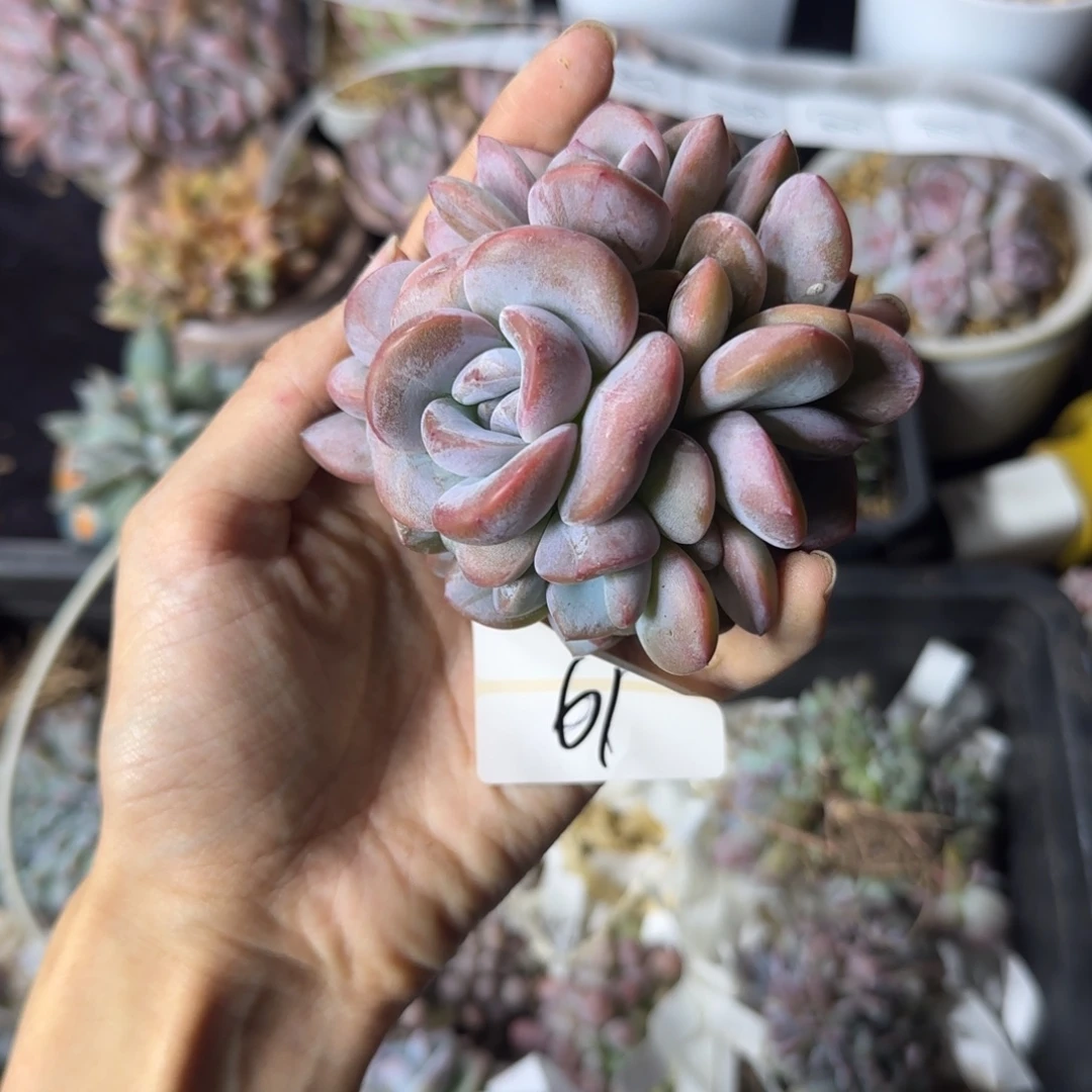 星影10头一物一拍有砍61
