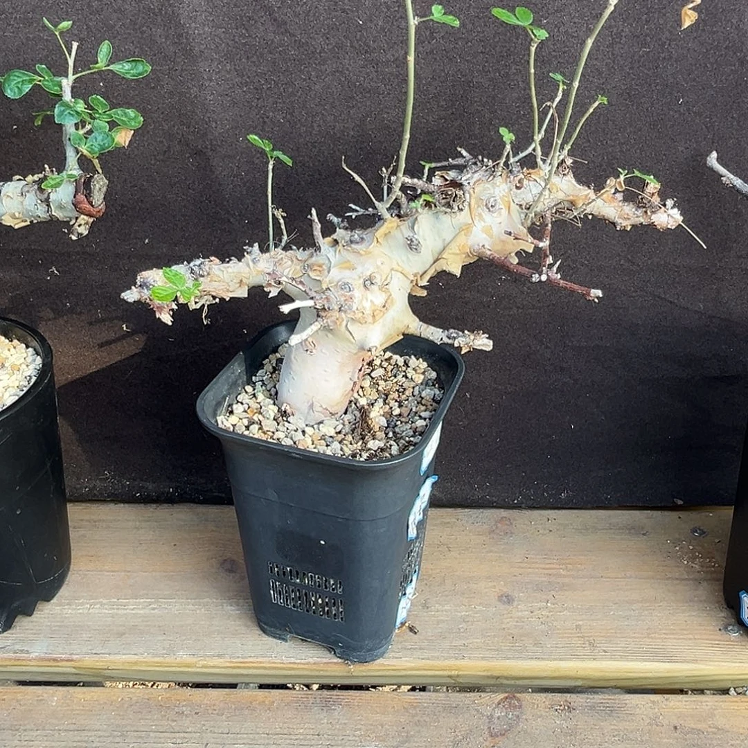 优选产地图坎，白皮亚种