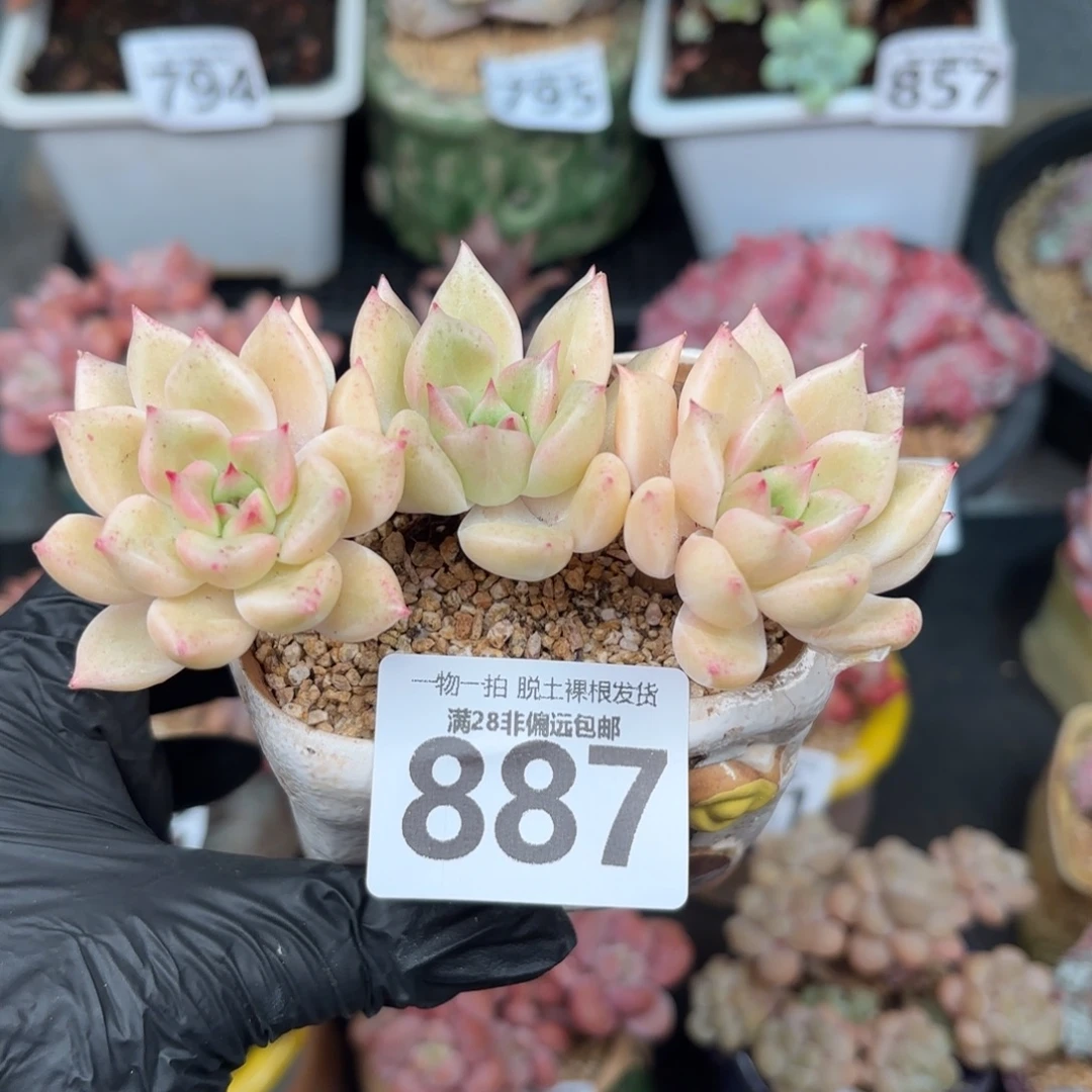 黄金璀璨无盆土发货