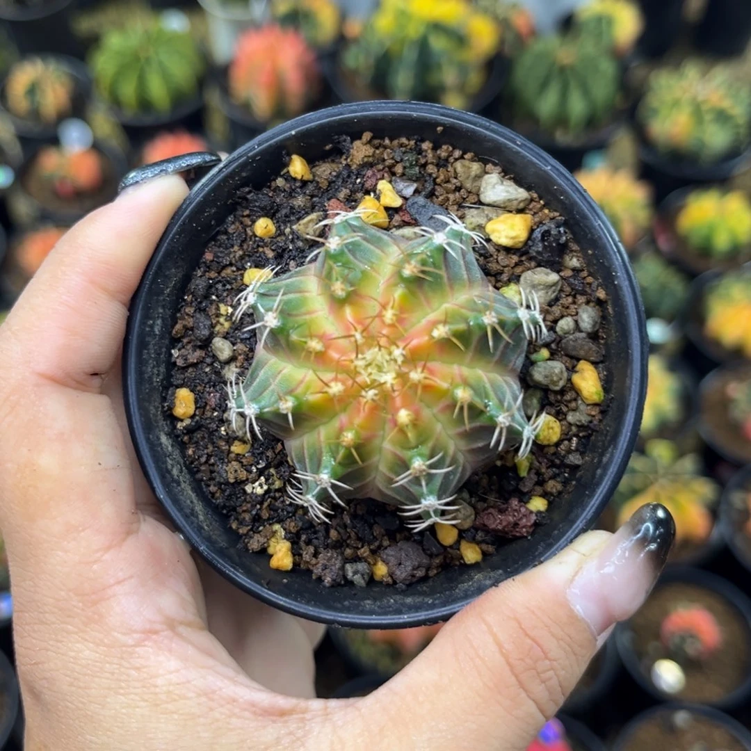 泰系肋骨轮回，带盆土发货
