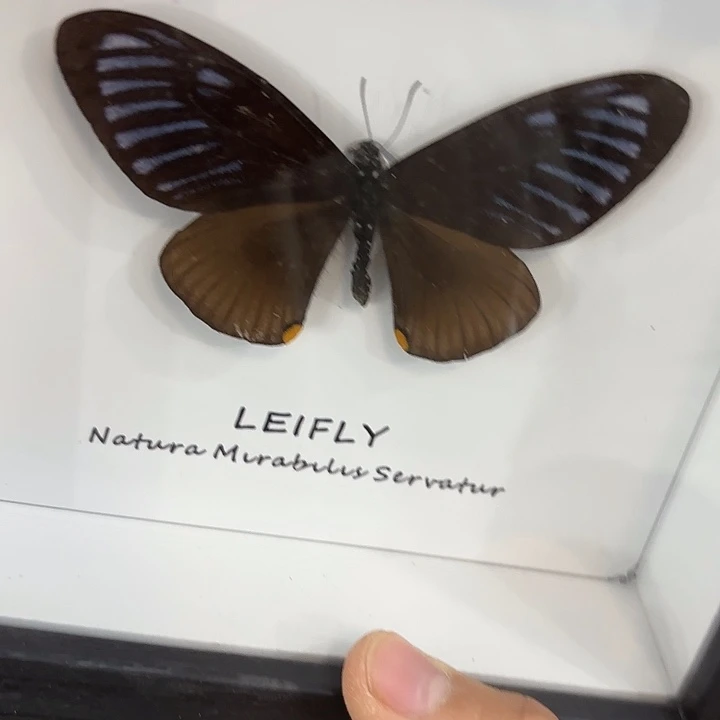 F***z蝴蝶标本定制321@