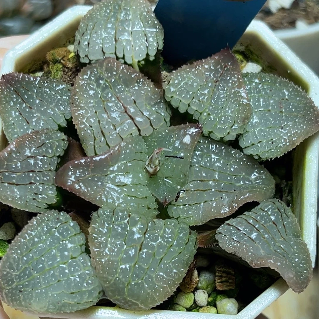 恭喜发财大吉大利0457