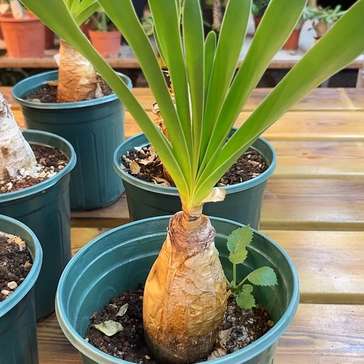 汤圆植物巨凤之卵