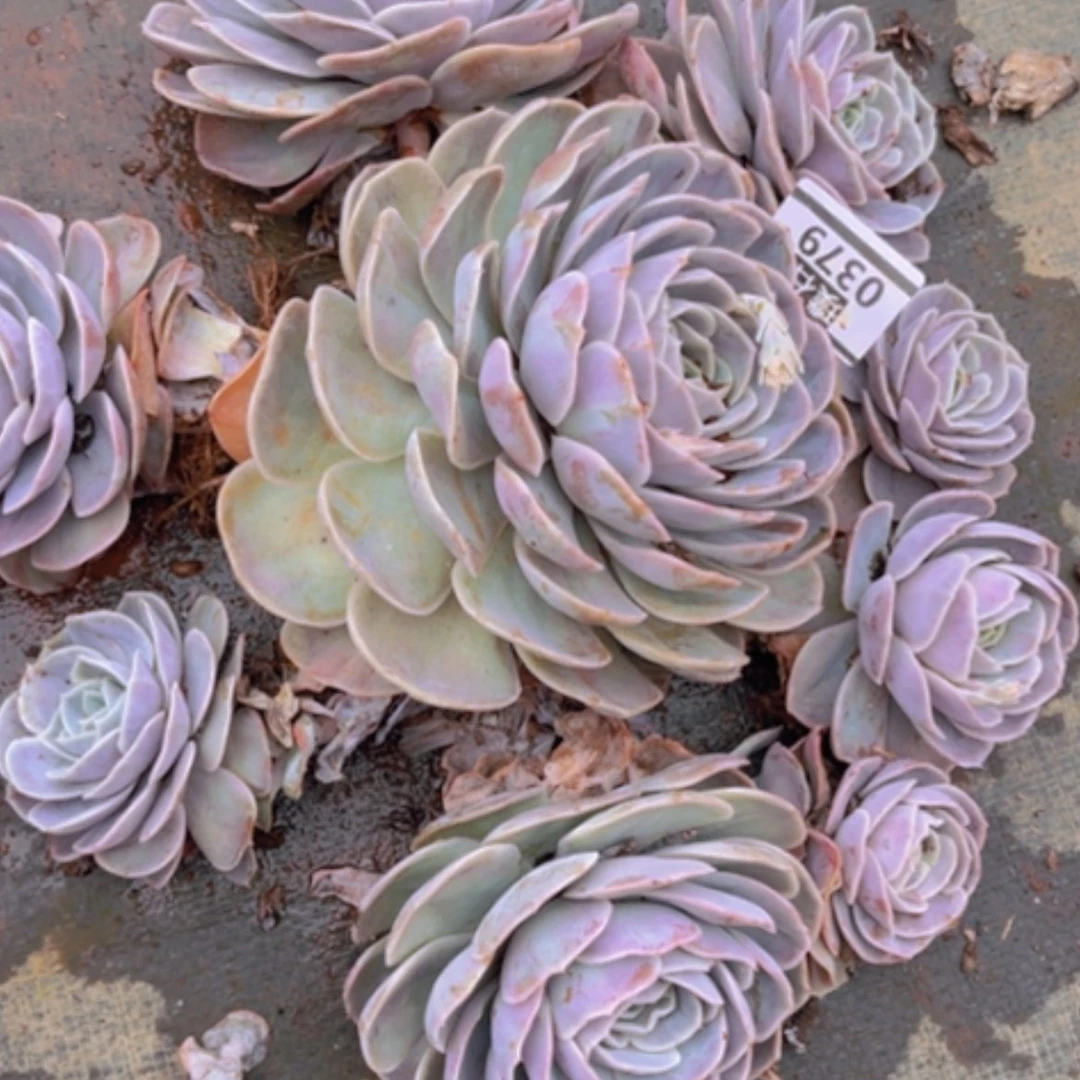 【闪购商品】@*，蓝色惊喜0379