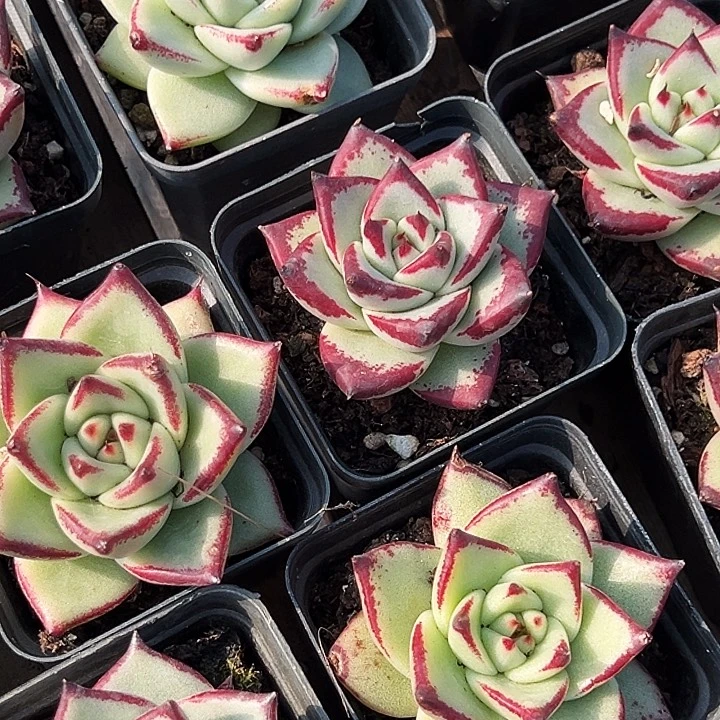 黑檀汁           乌木