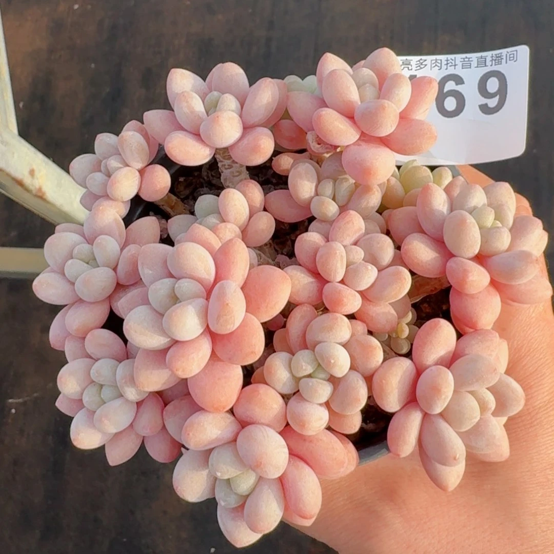 鱼子酱群生整装无砍