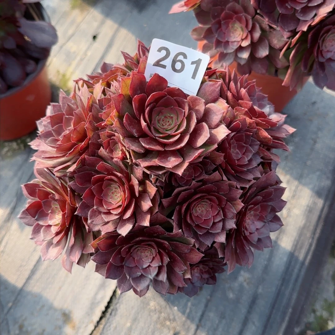 旭*261多肉植物福利