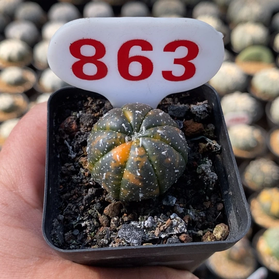 863兜锦福利多多海