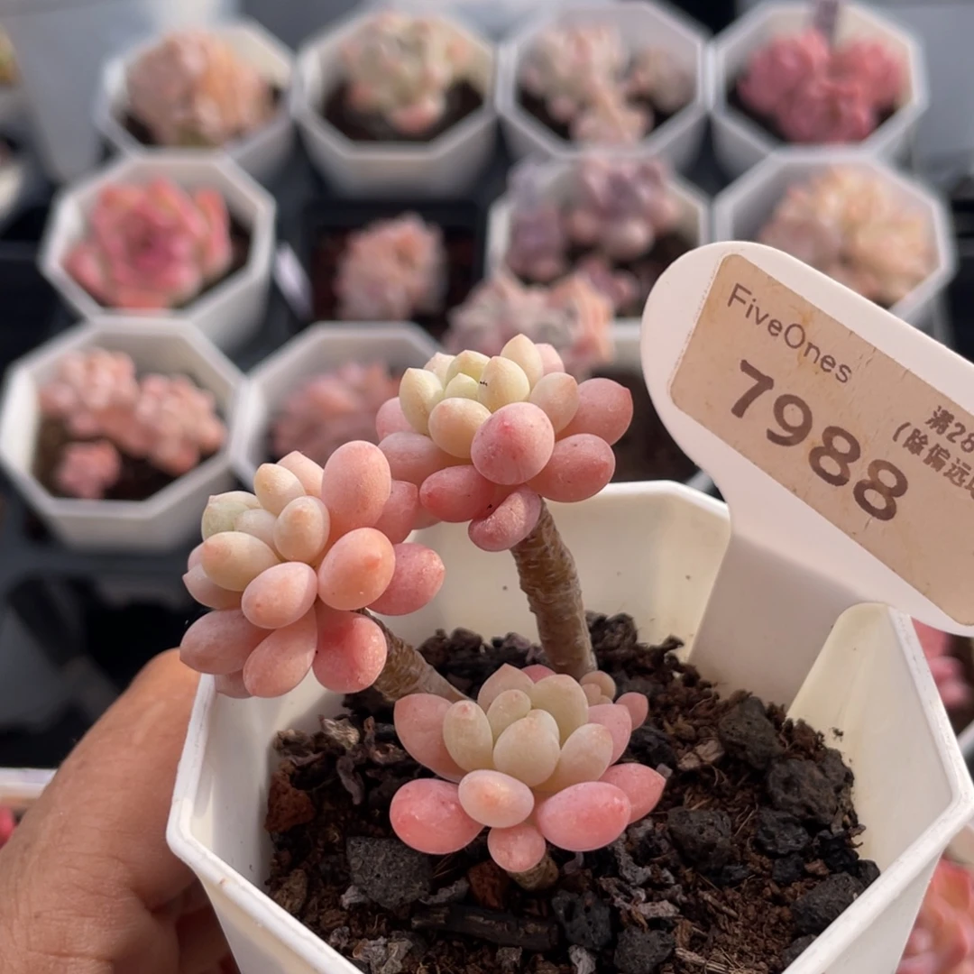 洛可可7988-4.5厘米