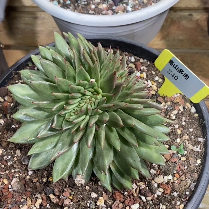 D240- 直播福利 玛利亚缀化