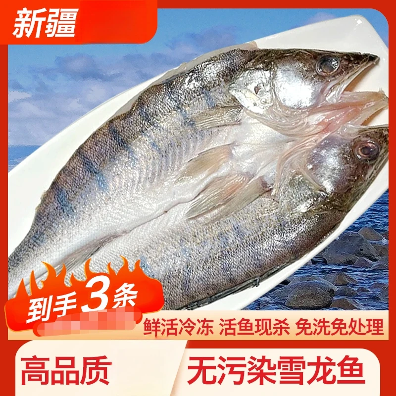 新疆雪龙鱼淡水鱼个大肉质鲜嫩细腻鲜活冷冻雪龙鱼