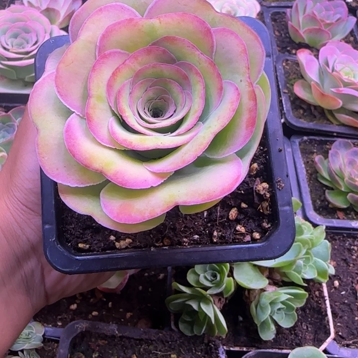 爱心园叶8厘米11242424242736