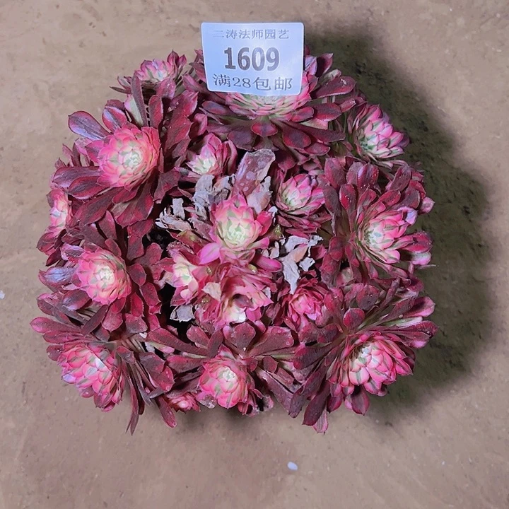 阿****肉1609红铜白多肉植物老桩