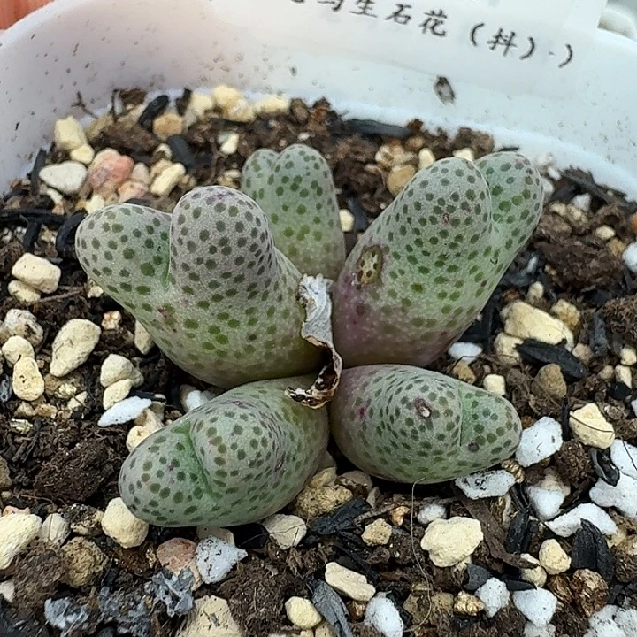 老马生石花95d斑马1529