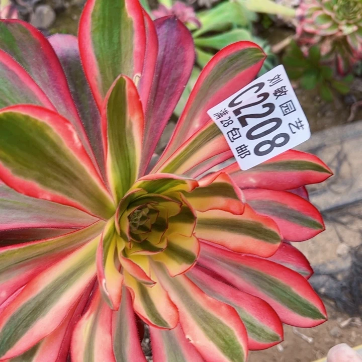 蒋****语2208多肉植物法师法师法师