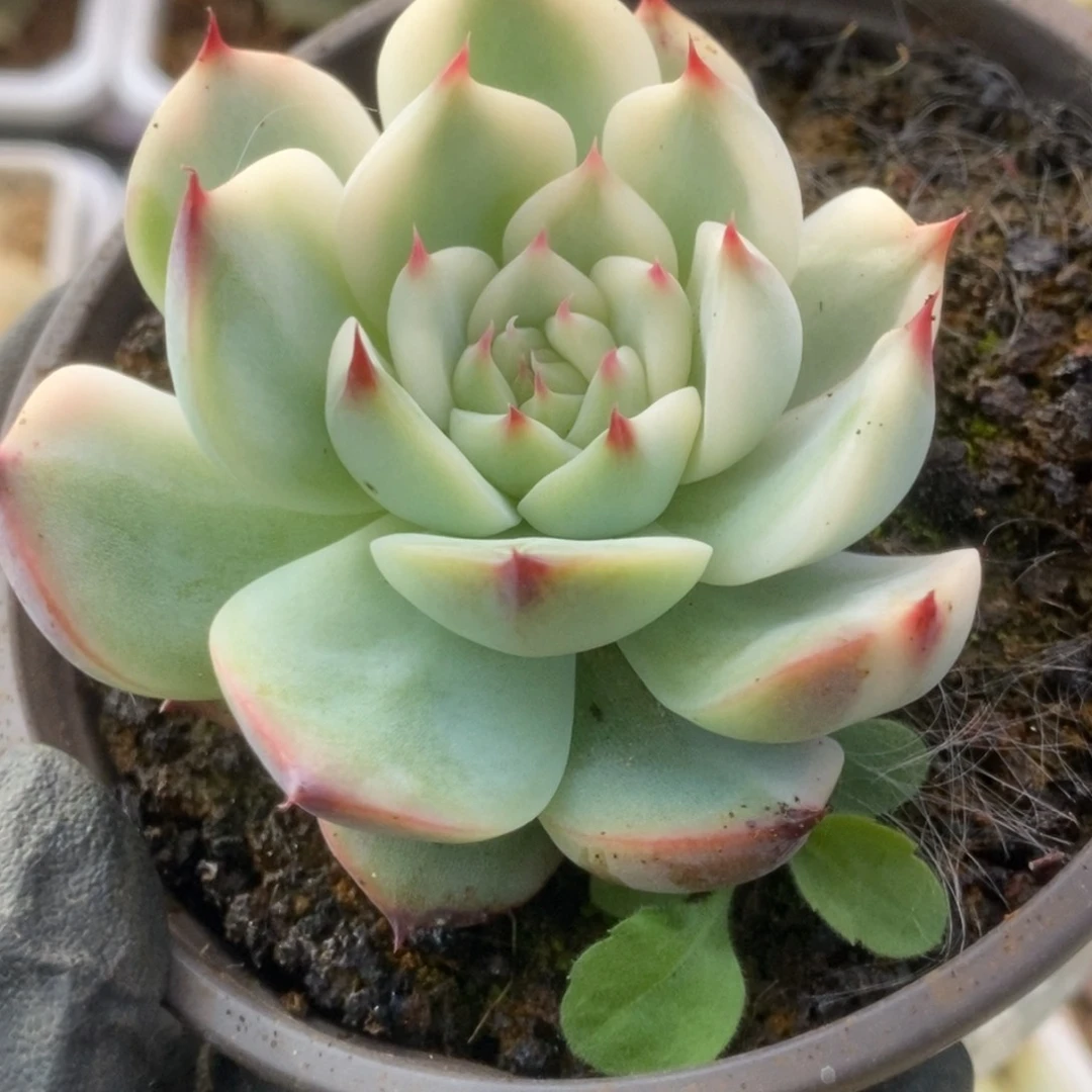 083锦锦锦锦锦锦锦锦