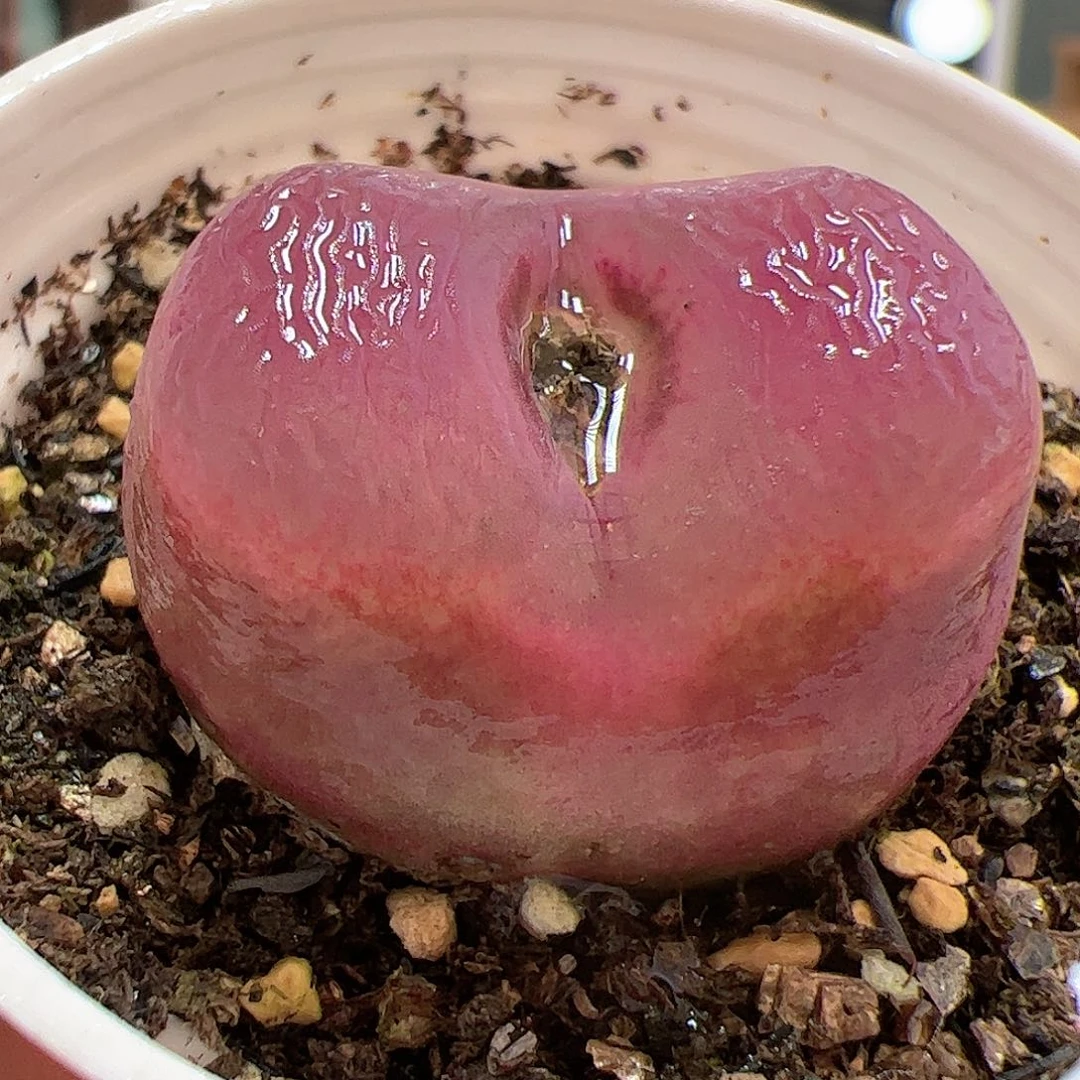 【闪购商品】329 带盆