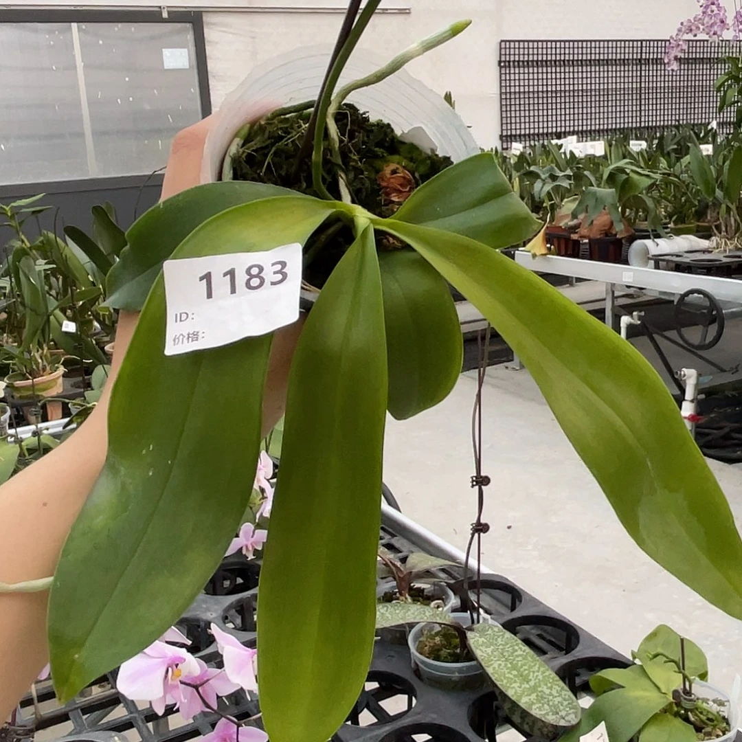 当前无花朵，栽培后可花朵编号1183蓝麻雀