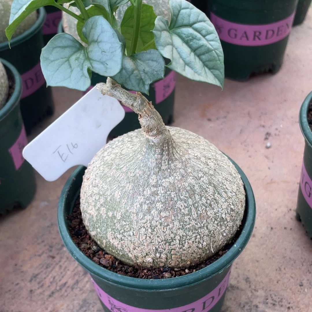 蓝***等实生，银叶睡布袋蓝色专拍