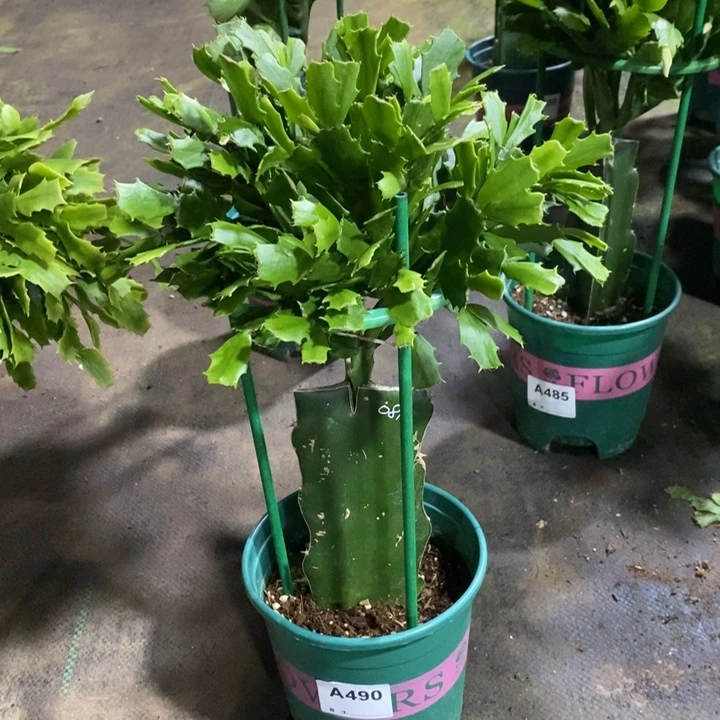 当前无花栽培后可以开花黑**奔490嫁接081