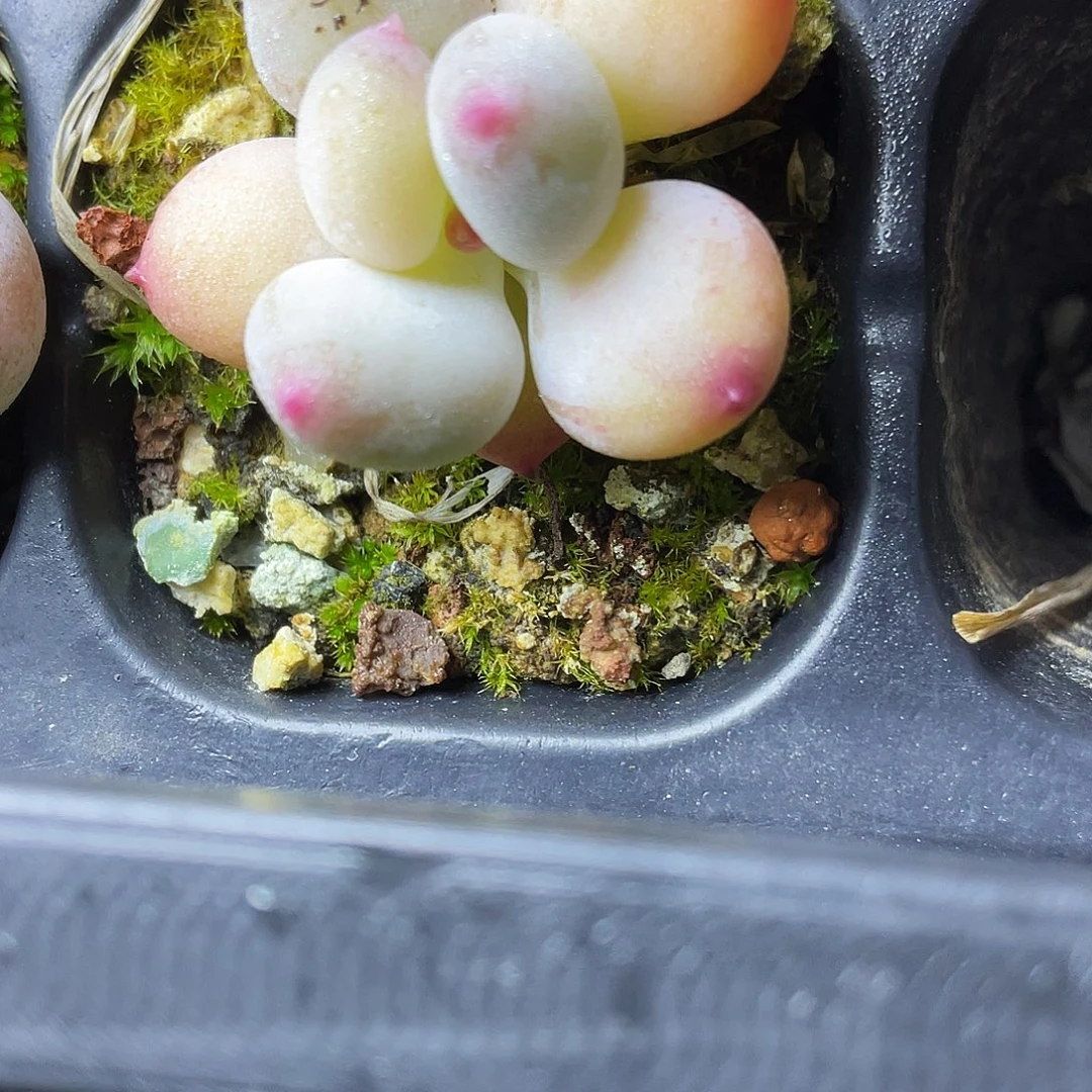 ****萌多肉植物的生长发育和生长