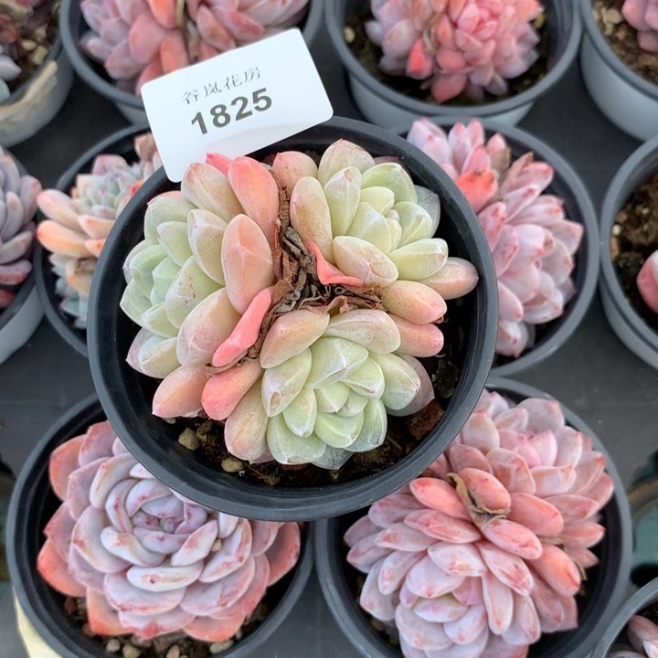 18号下午，1825号